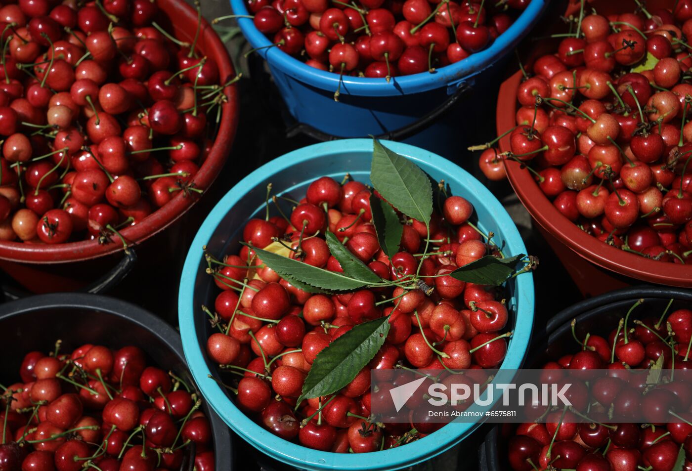 Russia Cherry Harvest