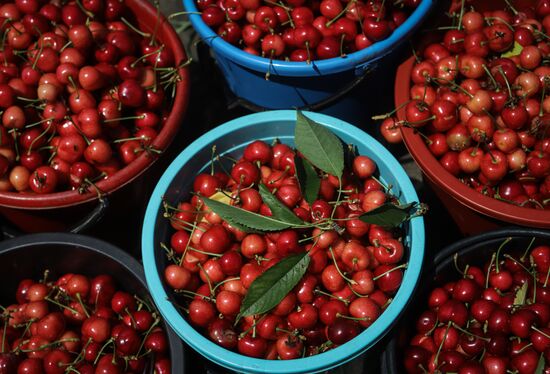 Russia Cherry Harvest