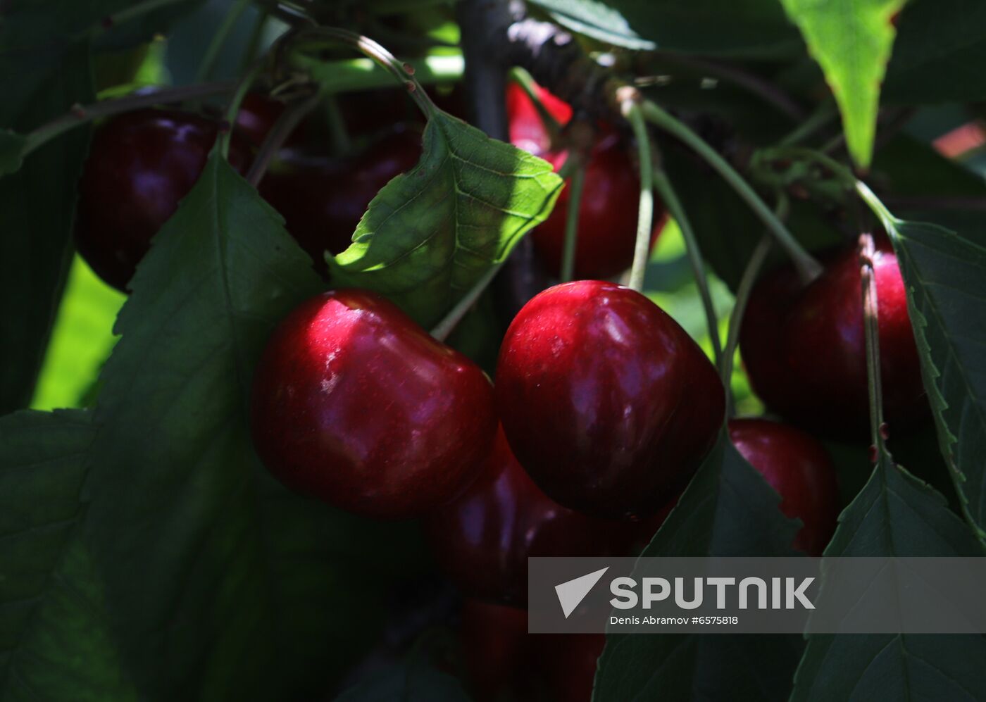 Russia Cherry Harvest