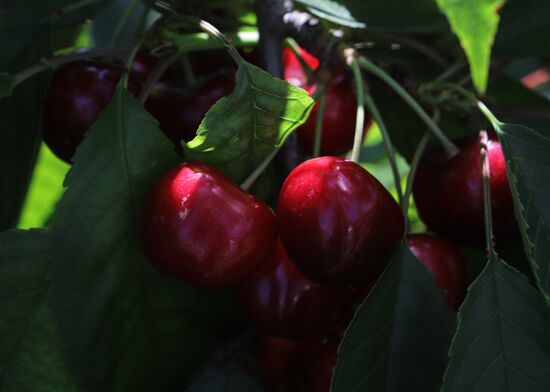 Russia Cherry Harvest