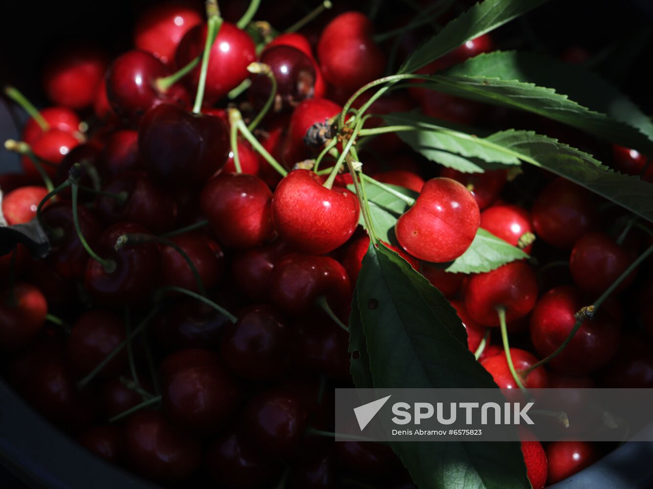 Russia Cherry Harvest