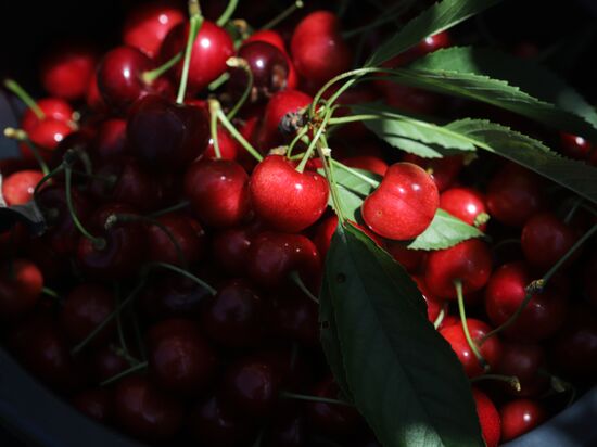 Russia Cherry Harvest