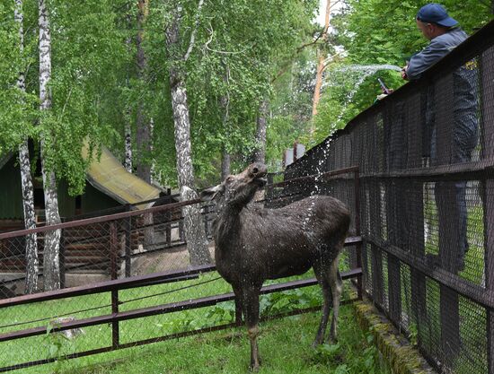 Russia Zoo