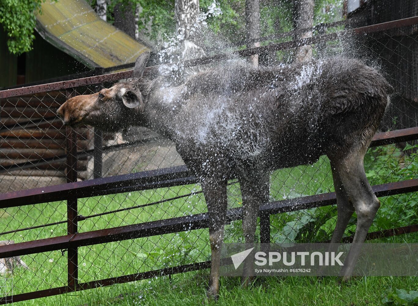 Russia Zoo