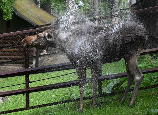 Russia Zoo