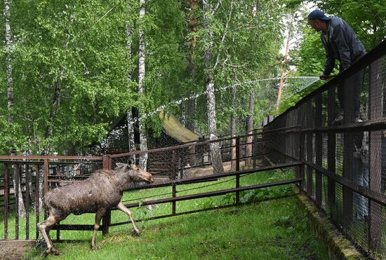 Russia Zoo