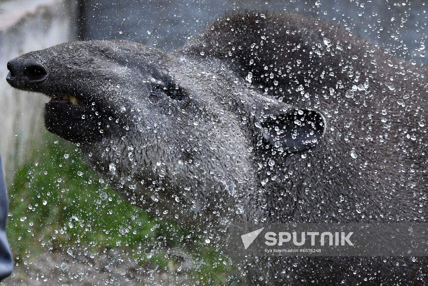 Russia Zoo