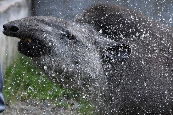 Russia Zoo