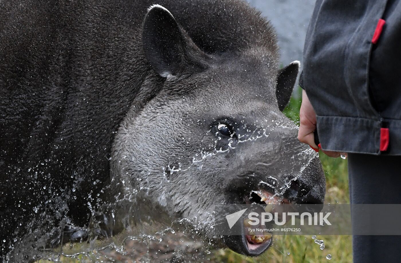 Russia Zoo