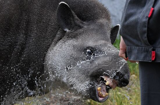 Russia Zoo