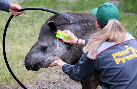 Russia Zoo