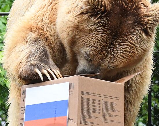 Russia Soccer Euro 2020 Animals Prediction