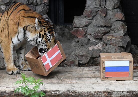 Russia Soccer Euro 2020 Animals Prediction