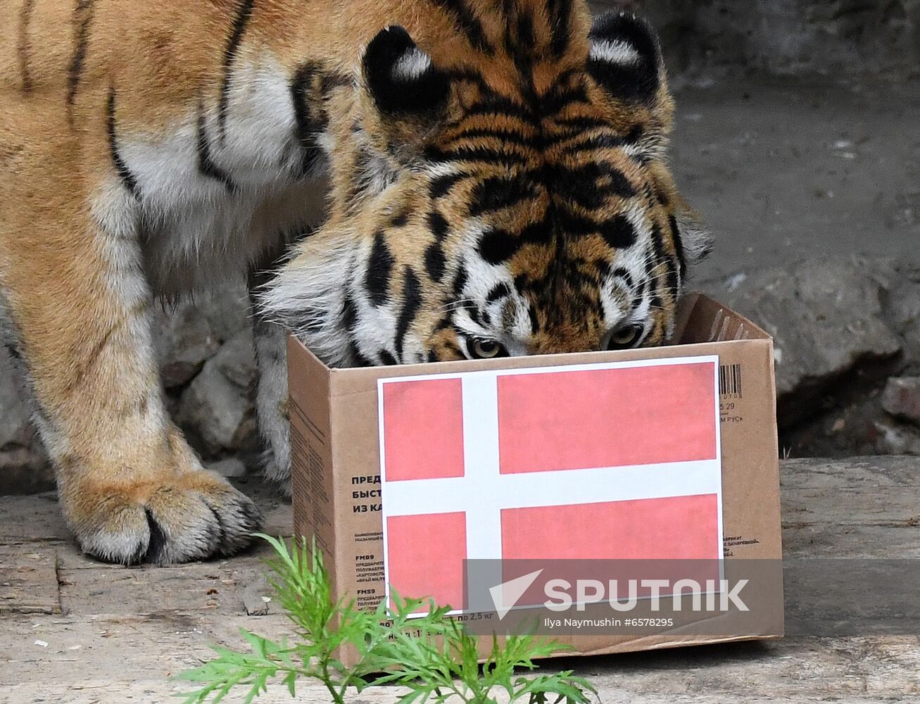 Russia Soccer Euro 2020 Animals Prediction
