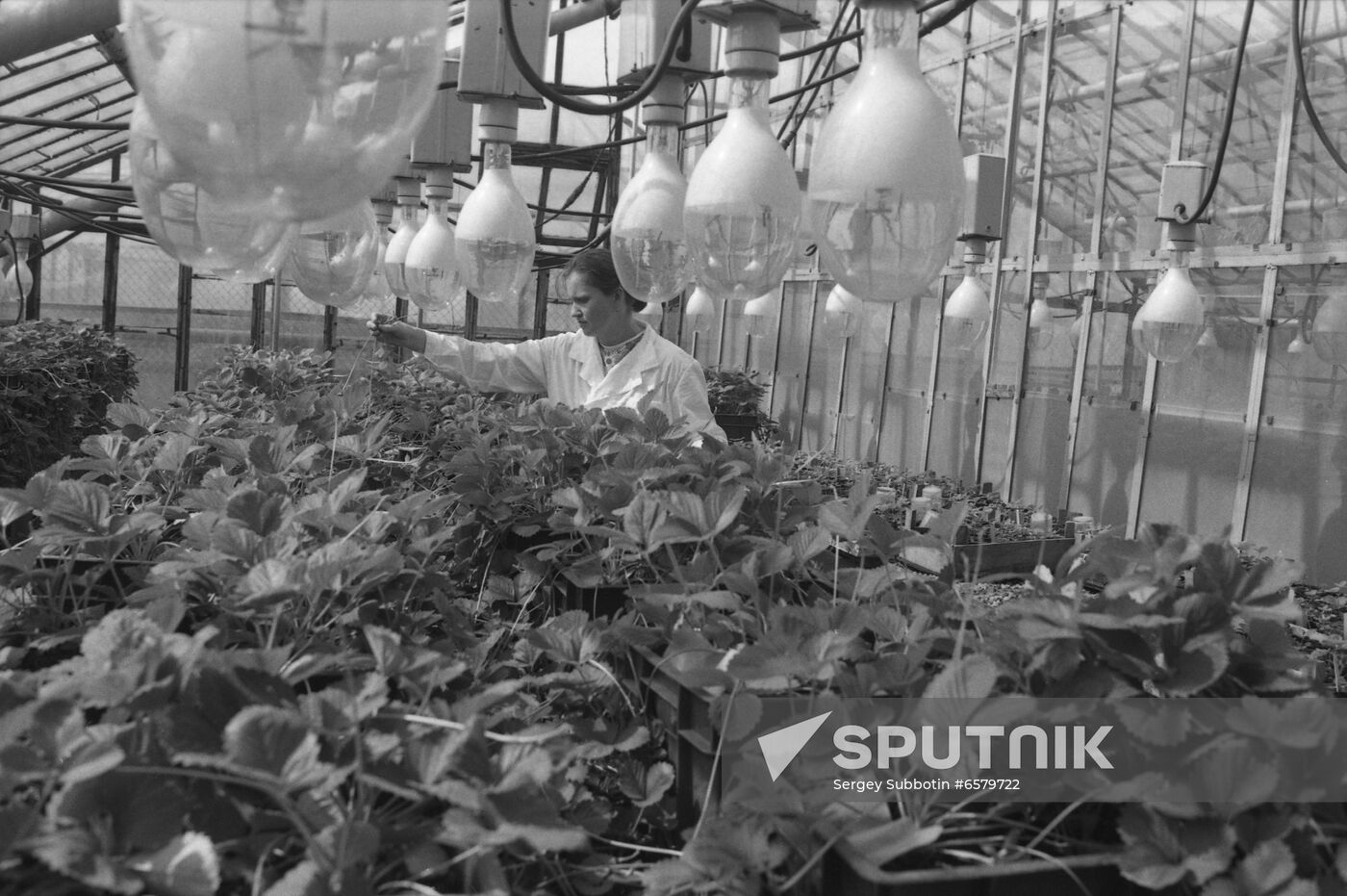 Memory of Lenin Fruit and Vegetable Breeding State Farm