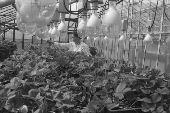 Memory of Lenin Fruit and Vegetable Breeding State Farm