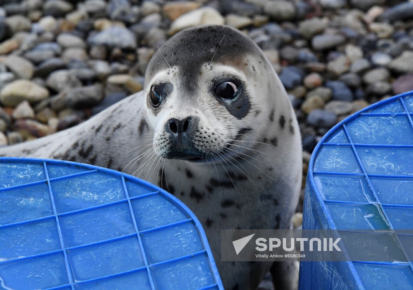 Russia Marine Mammal Rehabilitation Centre