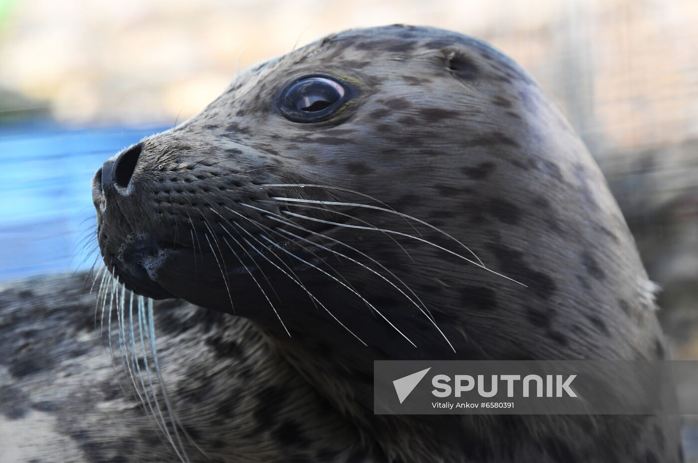 Russia Marine Mammal Rehabilitation Centre