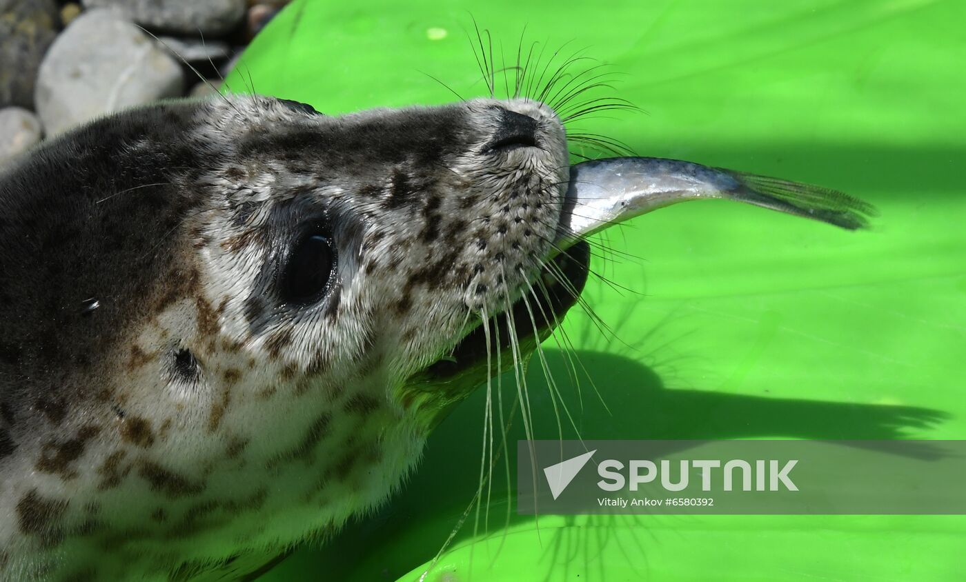 Russia Marine Mammal Rehabilitation Centre