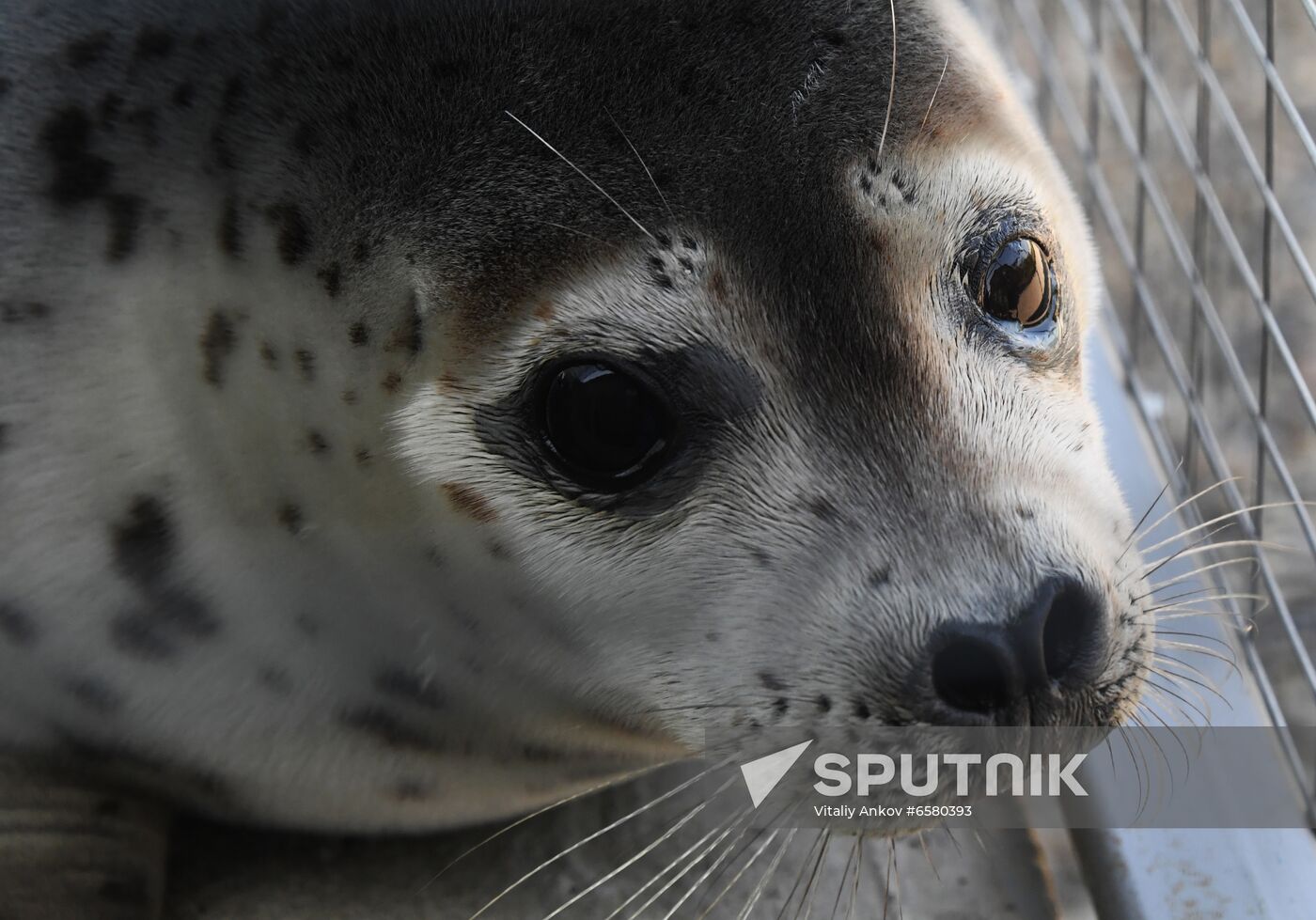 Russia Marine Mammal Rehabilitation Centre