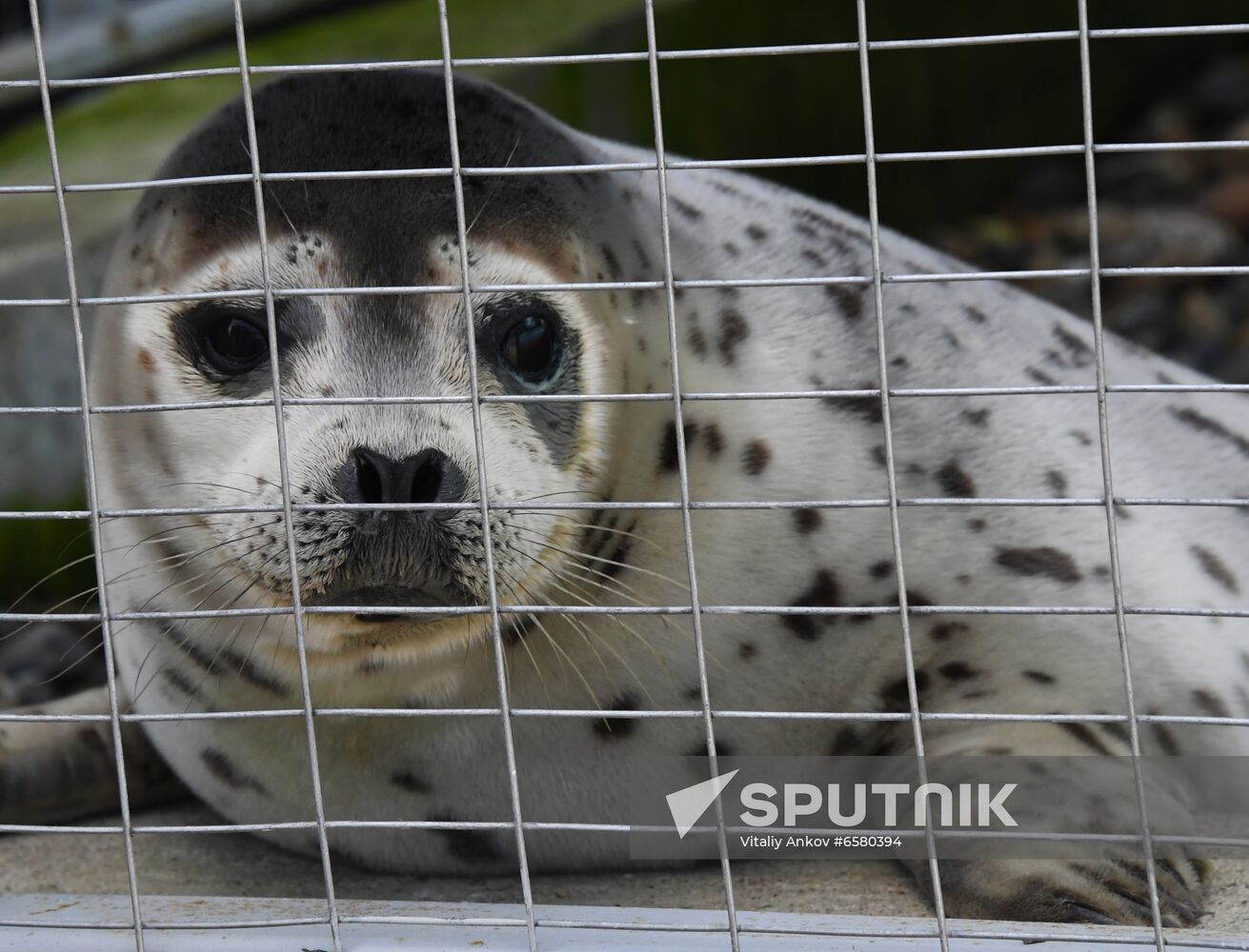 Russia Marine Mammal Rehabilitation Centre