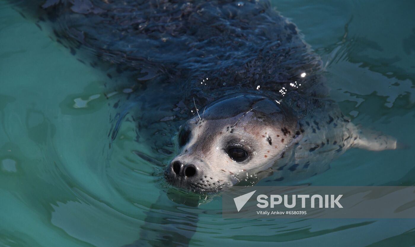 Russia Marine Mammal Rehabilitation Centre