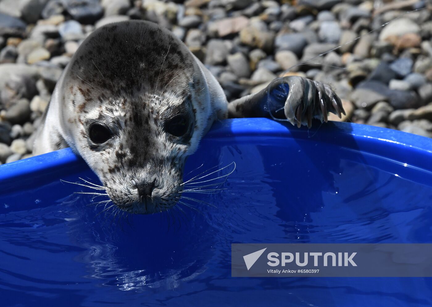 Russia Marine Mammal Rehabilitation Centre