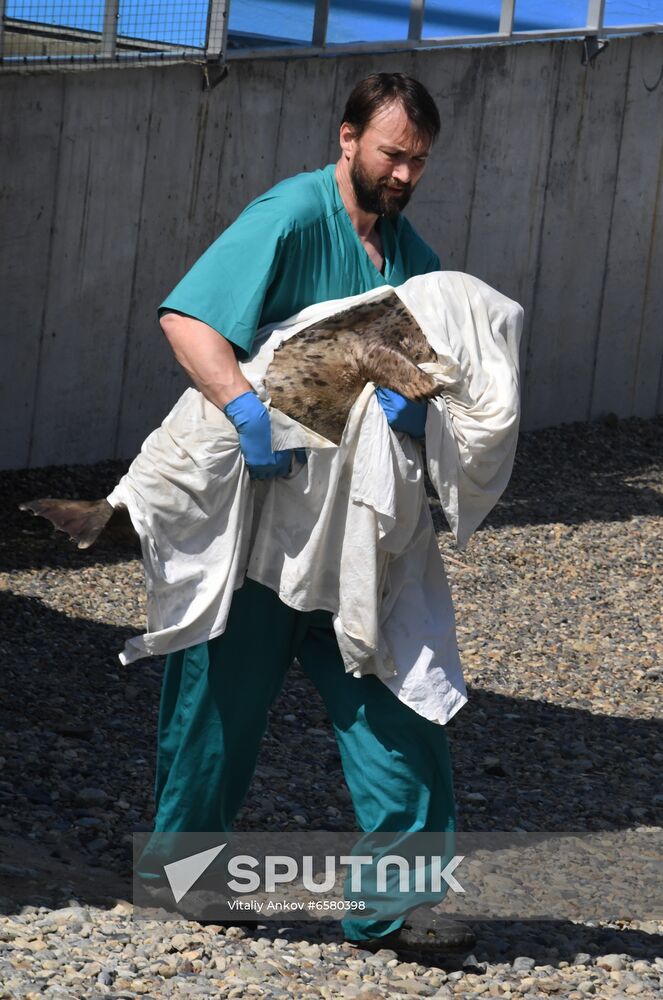 Russia Marine Mammal Rehabilitation Centre