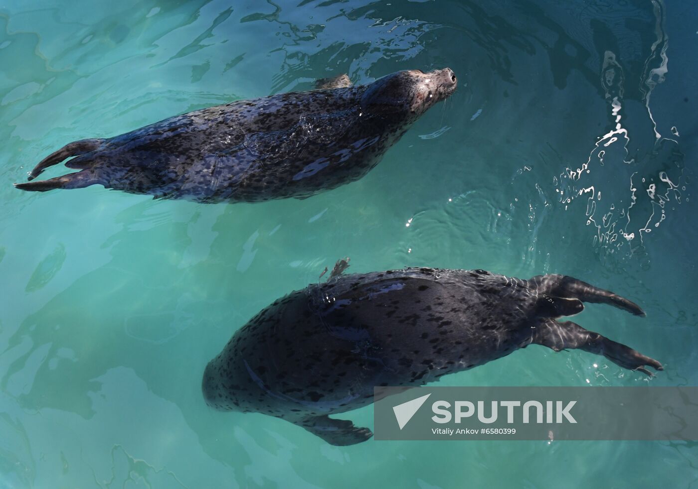 Russia Marine Mammal Rehabilitation Centre