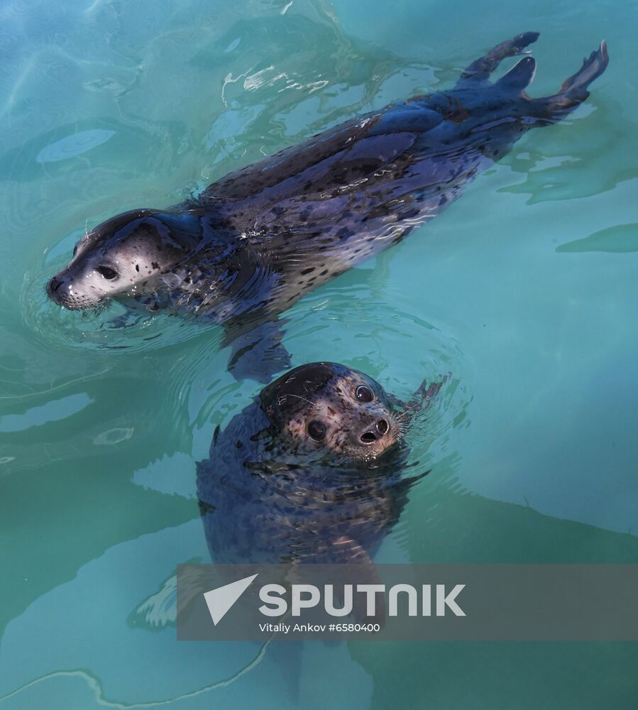 Russia Marine Mammal Rehabilitation Centre