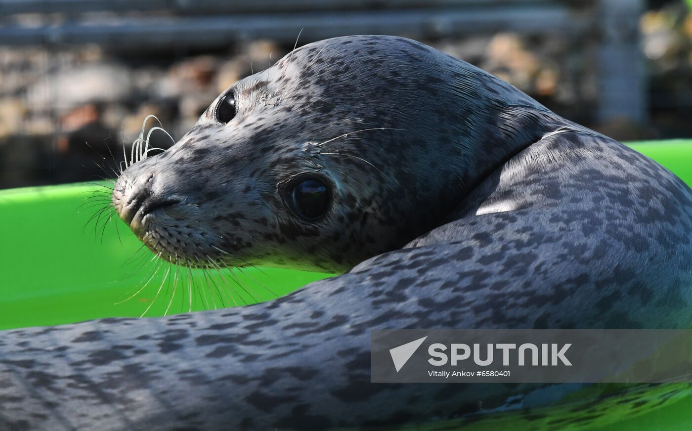 Russia Marine Mammal Rehabilitation Centre