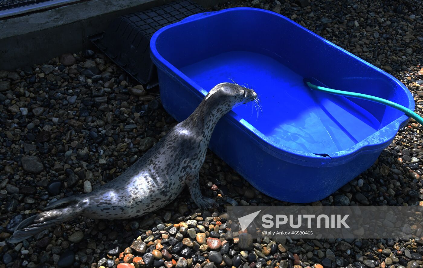 Russia Marine Mammal Rehabilitation Centre
