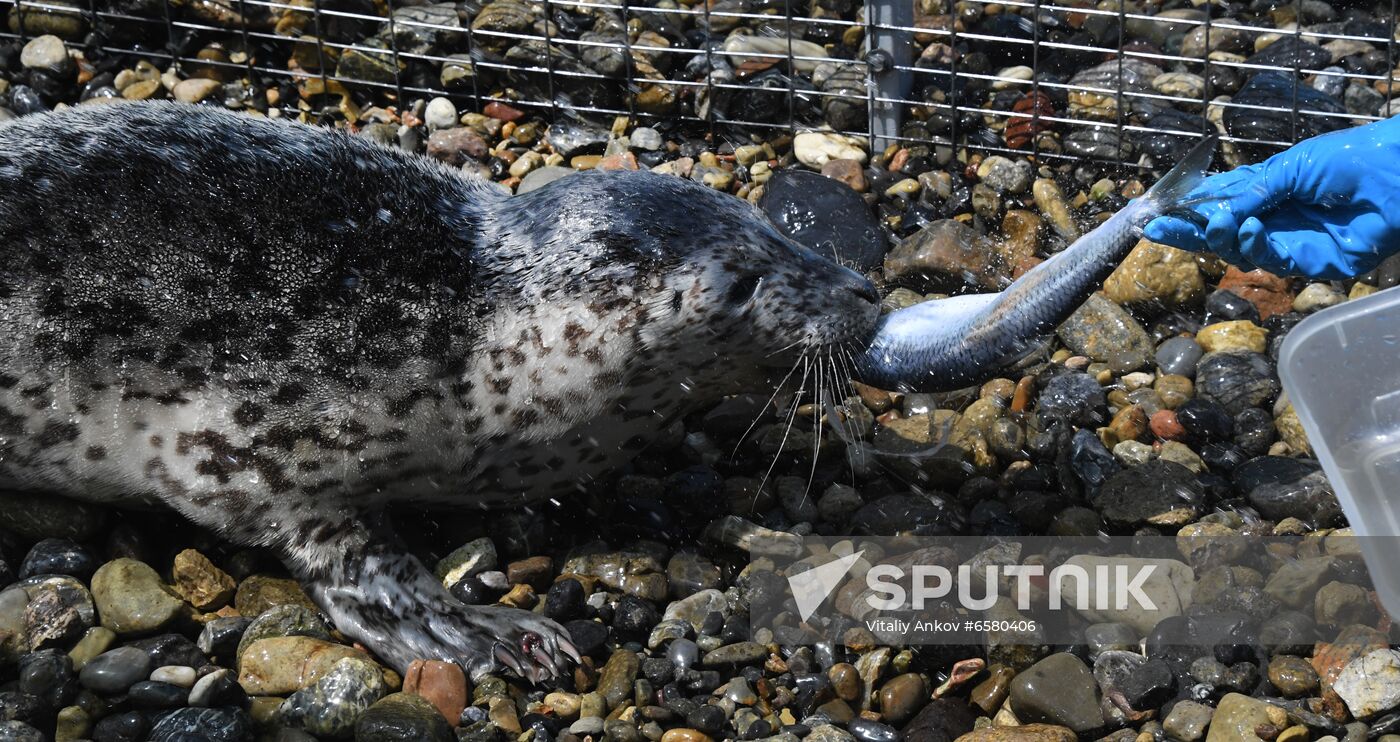 Russia Marine Mammal Rehabilitation Centre