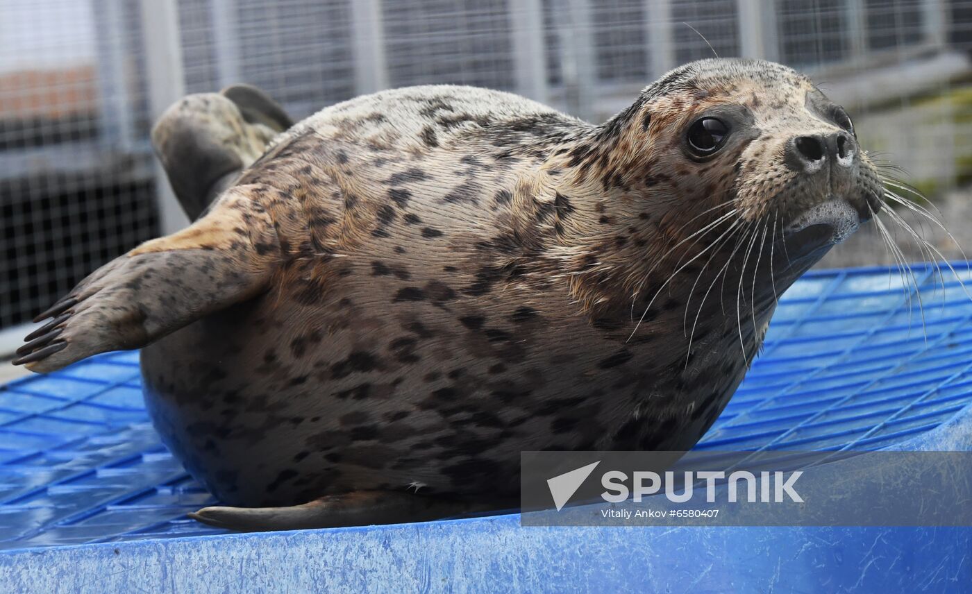 Russia Marine Mammal Rehabilitation Centre