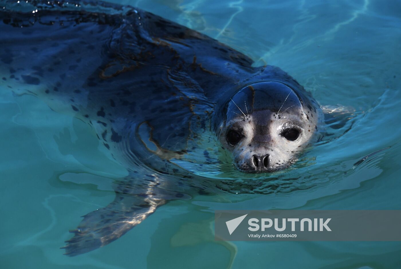 Russia Marine Mammal Rehabilitation Centre