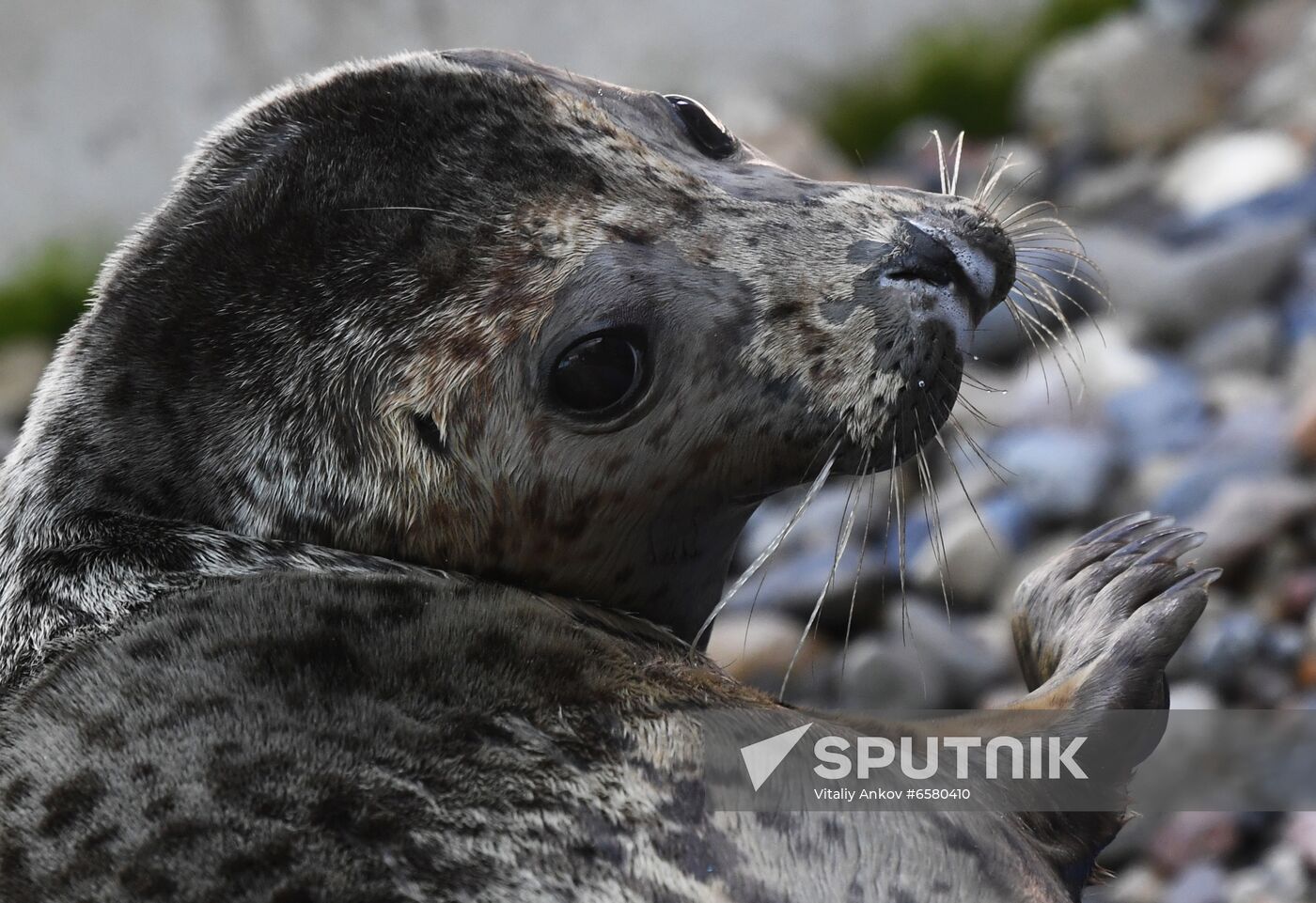 Russia Marine Mammal Rehabilitation Centre