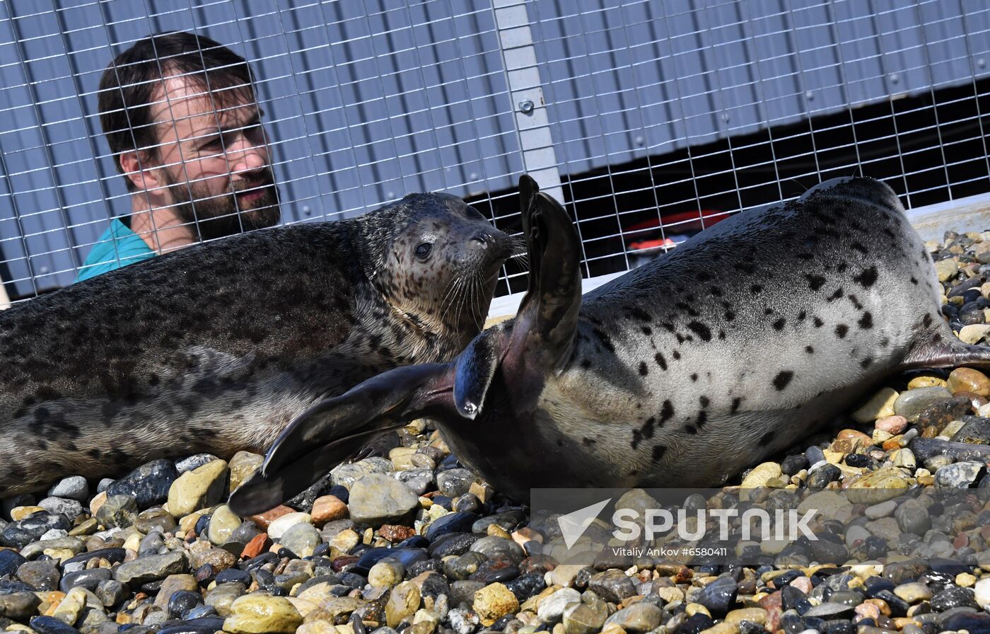 Russia Marine Mammal Rehabilitation Centre