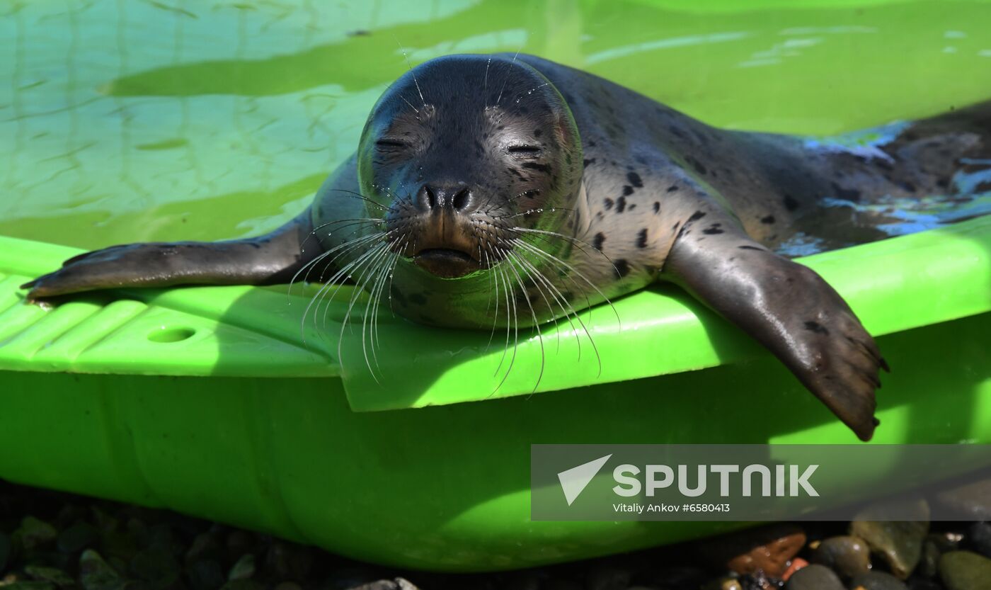 Russia Marine Mammal Rehabilitation Centre