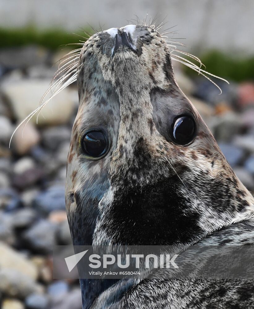 Russia Marine Mammal Rehabilitation Centre