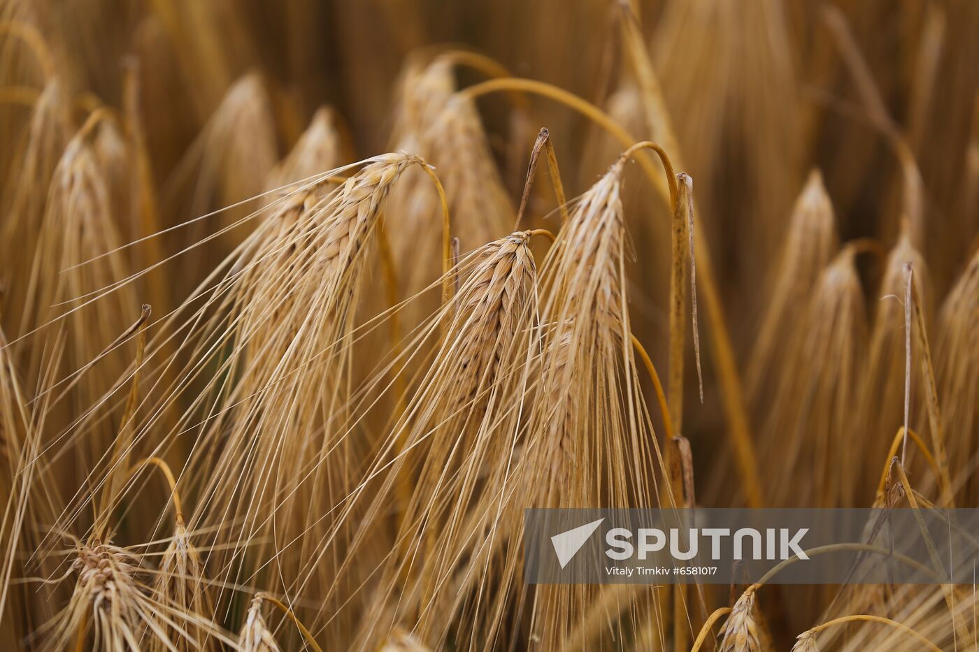 Russia Barley Harvest