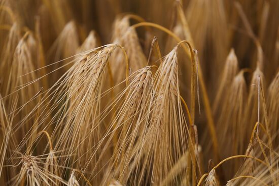 Russia Barley Harvest