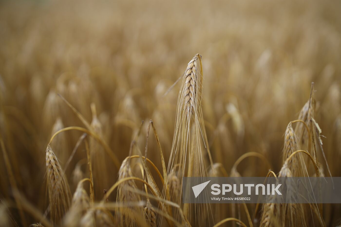 Russia Barley Harvest