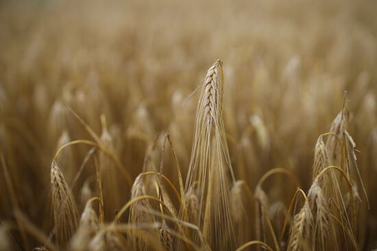 Russia Barley Harvest