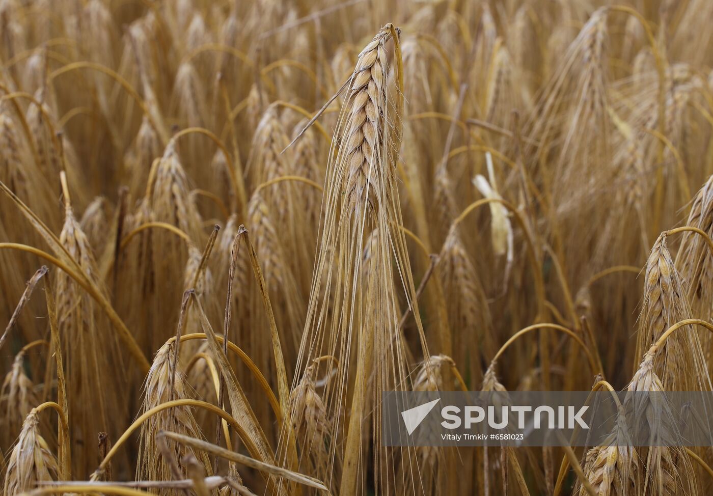 Russia Barley Harvest