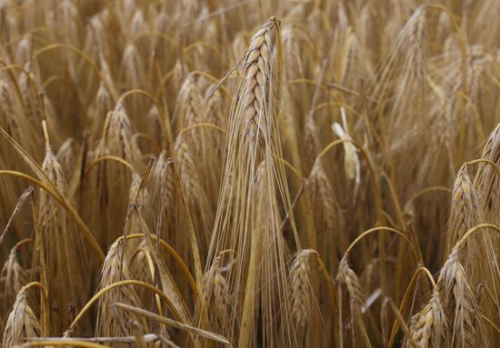 Russia Barley Harvest