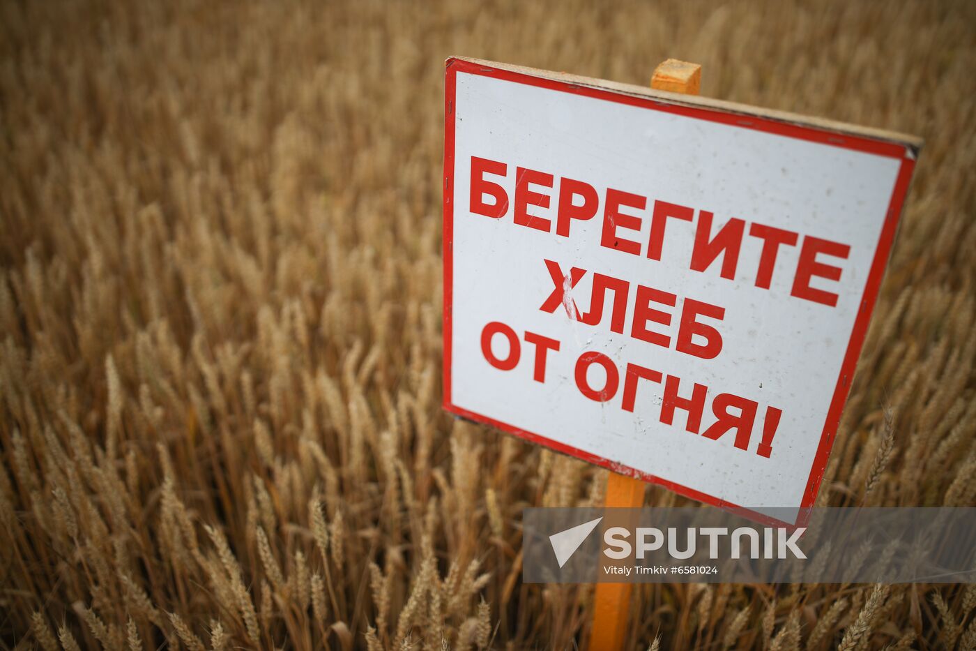 Russia Barley Harvest