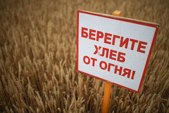 Russia Barley Harvest