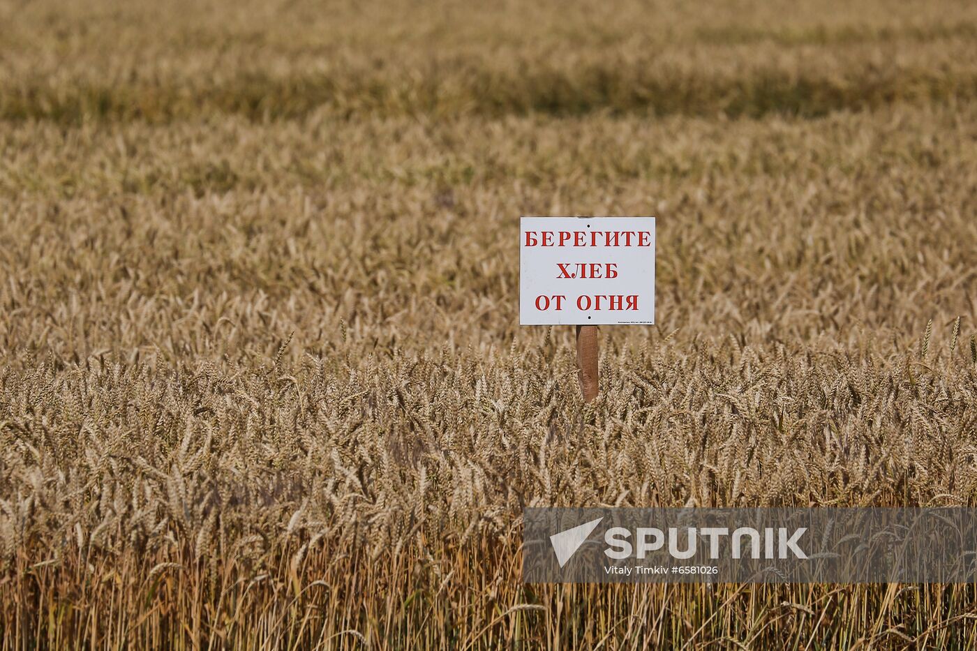 Russia Barley Harvest