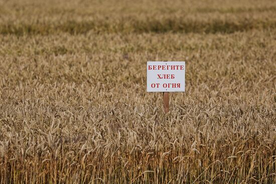 Russia Barley Harvest