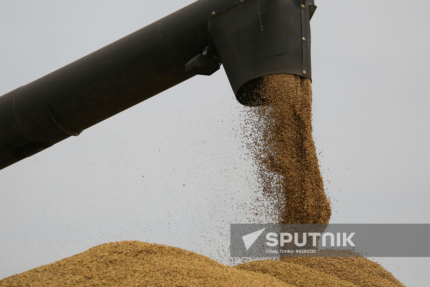 Russia Barley Harvest